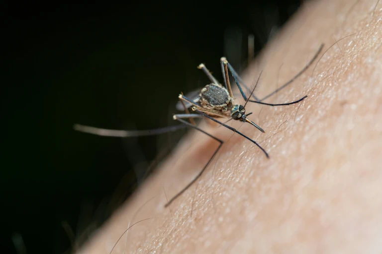 Interview: The Mosquito That Annoys You Specifically Speaks Up
