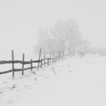 Snow field with fence and trees in the background
