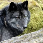Black wolf on green grass