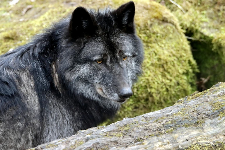 Interview With a Sigma Male: The Lone Wolf Who Doesn’t Need Society but Will Explain It to You Anyway
