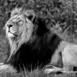 Guide: Become an Alpha Male