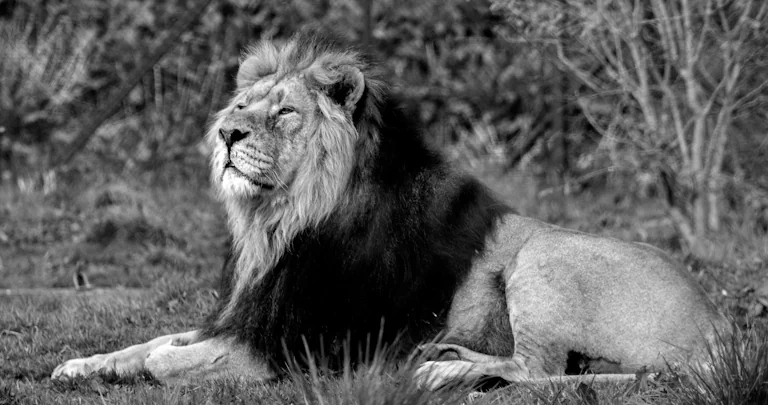 Guide: Become an Alpha Male